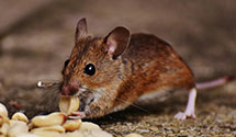 24 Hour & Emergency Exterminators in Rueter, MO
